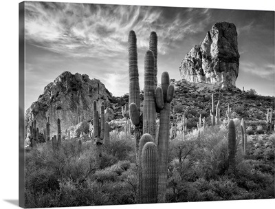 Black and White Desert View I