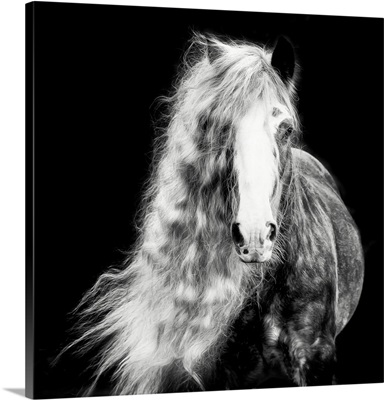 Black And White Horse Portrait I