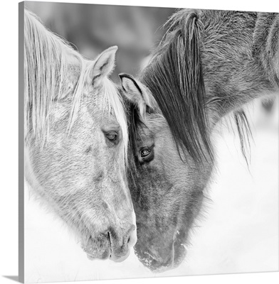 Black and White Horses VII