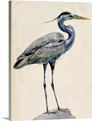 Blue Heron Rendering I