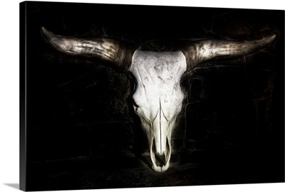 Cow Skull