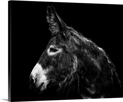 Donkey Portrait I