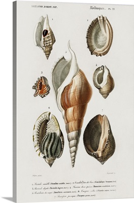 d'Orbigny Shell Array III