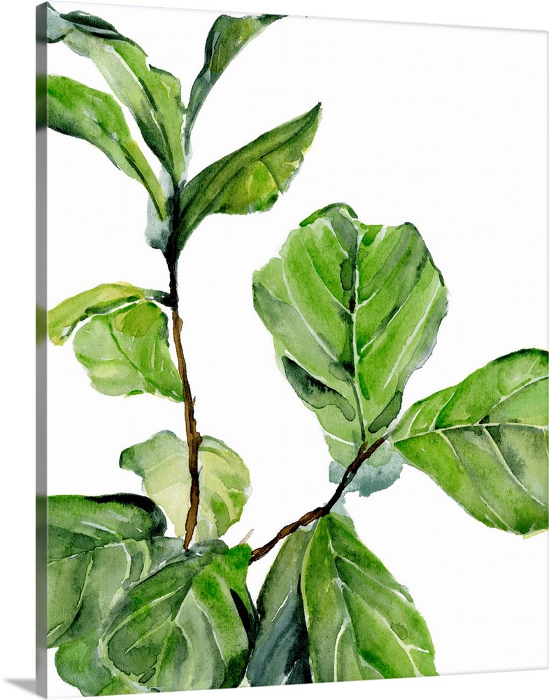 Fiddle Fig II