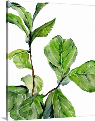 Fiddle Fig II