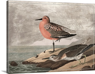 Gilded Sandpipers I