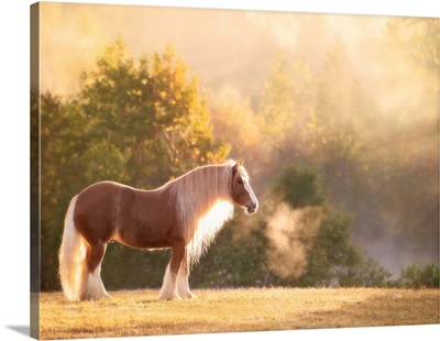 Golden Lit Horse I