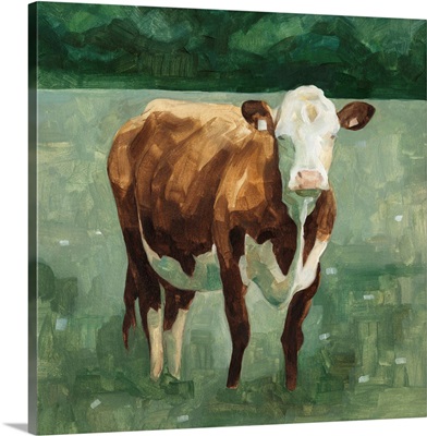 Hereford Cattle I