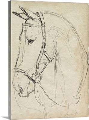 Horse In Bridle Sketch II