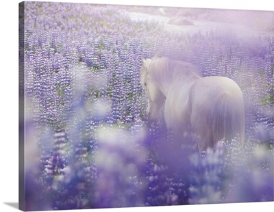 Horse In Lavender IV