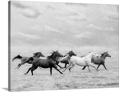 Horse Run I