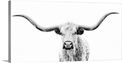 Longhorn Gaze