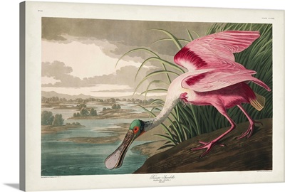 Roseate Spoonbill