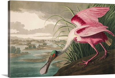 Roseate Spoonbill