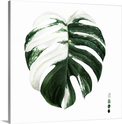 Variegated Monstera II