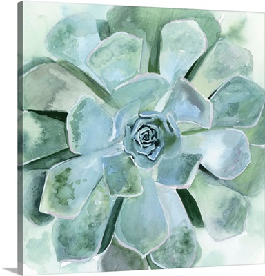 Verdant Succulent III