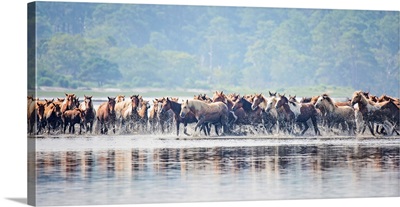 Water Horses II