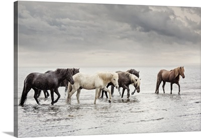 Water Horses IV