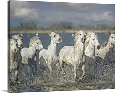 White Horses of the Camargue