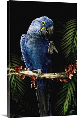 Macaw