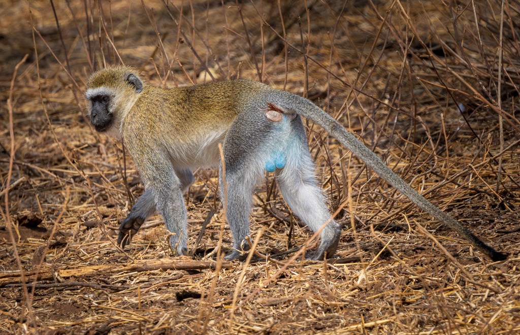 Hilgert's Vervet Monkey from Monduli, TZ on October 3, 2022 at 11:23 AM ...