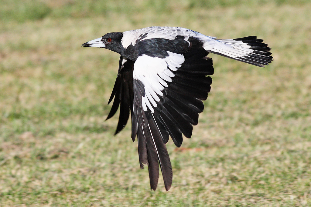 Australian Magpie - Photo (c) fir0002, some rights reserved (GFDL)