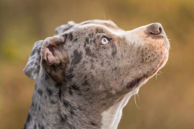 <p>Dogs are our cuddly, dependable, loyal companions. But there’s been a shift in the mood of late when we think of man’s best friend</p>