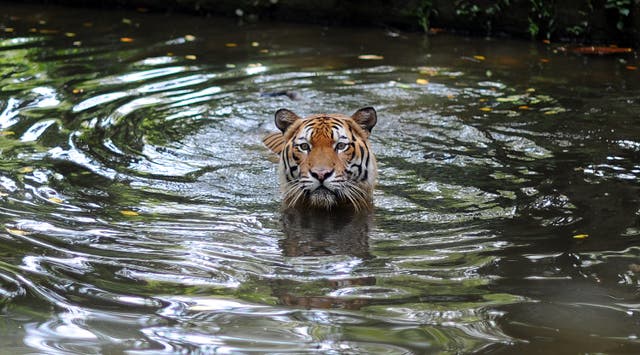 <p>File. A Malayan tiger takes a dip at the National Zoo in Kuala Lumpur, Malaysia</p>