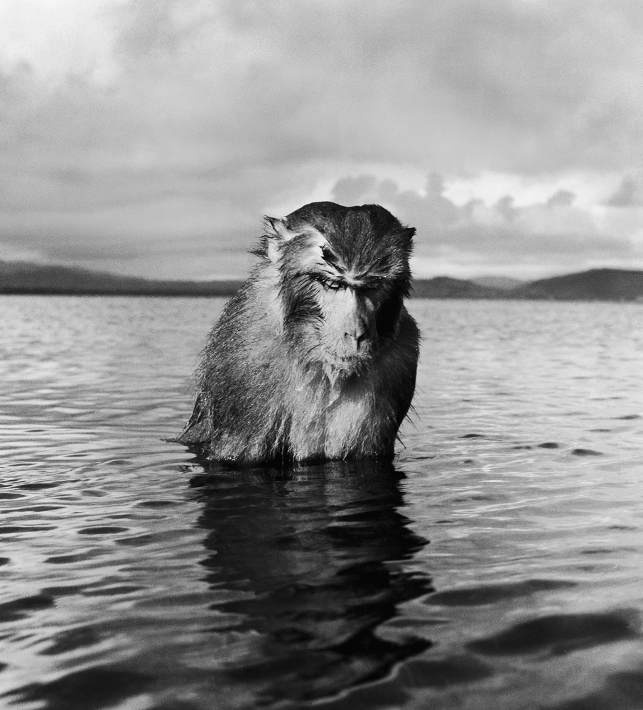 A rhesus monkey in Puerto Rico, 1938.