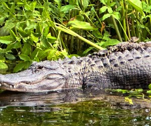 crocodiles in the swamps of the Everglades