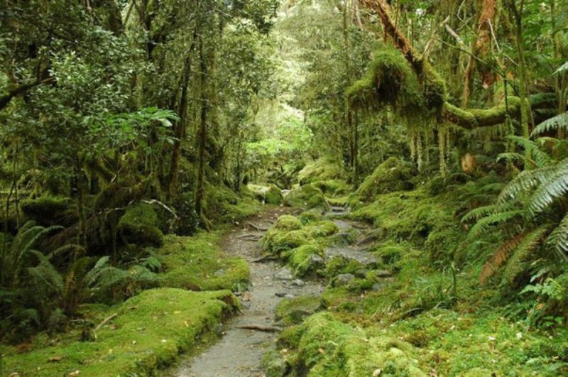 Floresta na Nova Zelândia