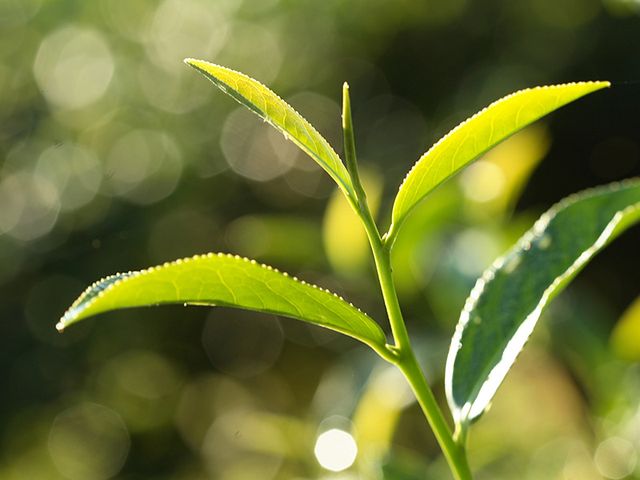 【掌生穀粒 研磨紅烏龍掛耳茶包 12入裝】榮獲ITQI國際風味評鑑2星