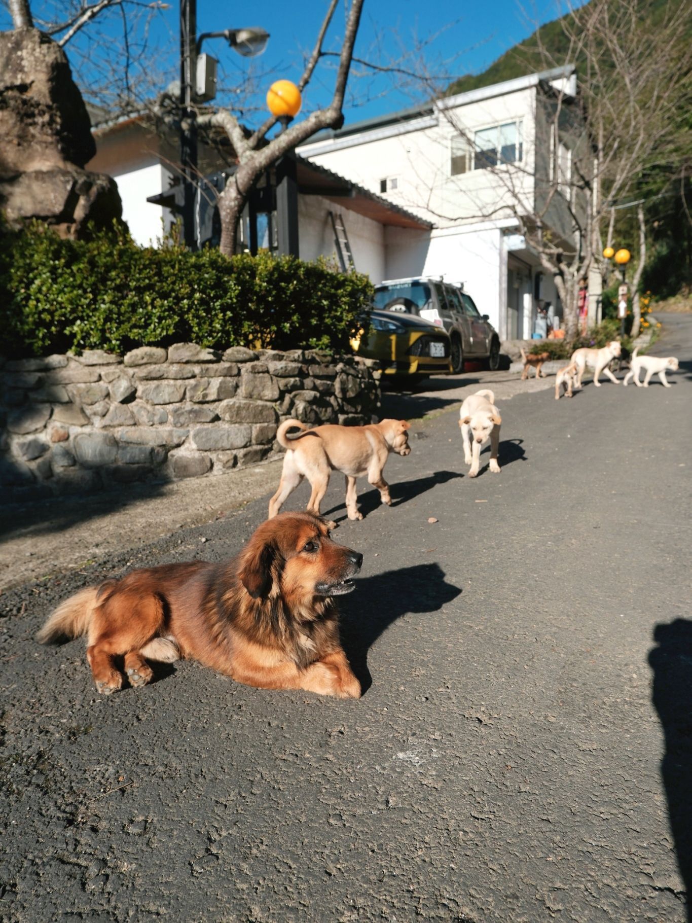 [新竹五峰鄉] 迦南山莊民宿｜新竹縣山中民宿推薦｜用最chi