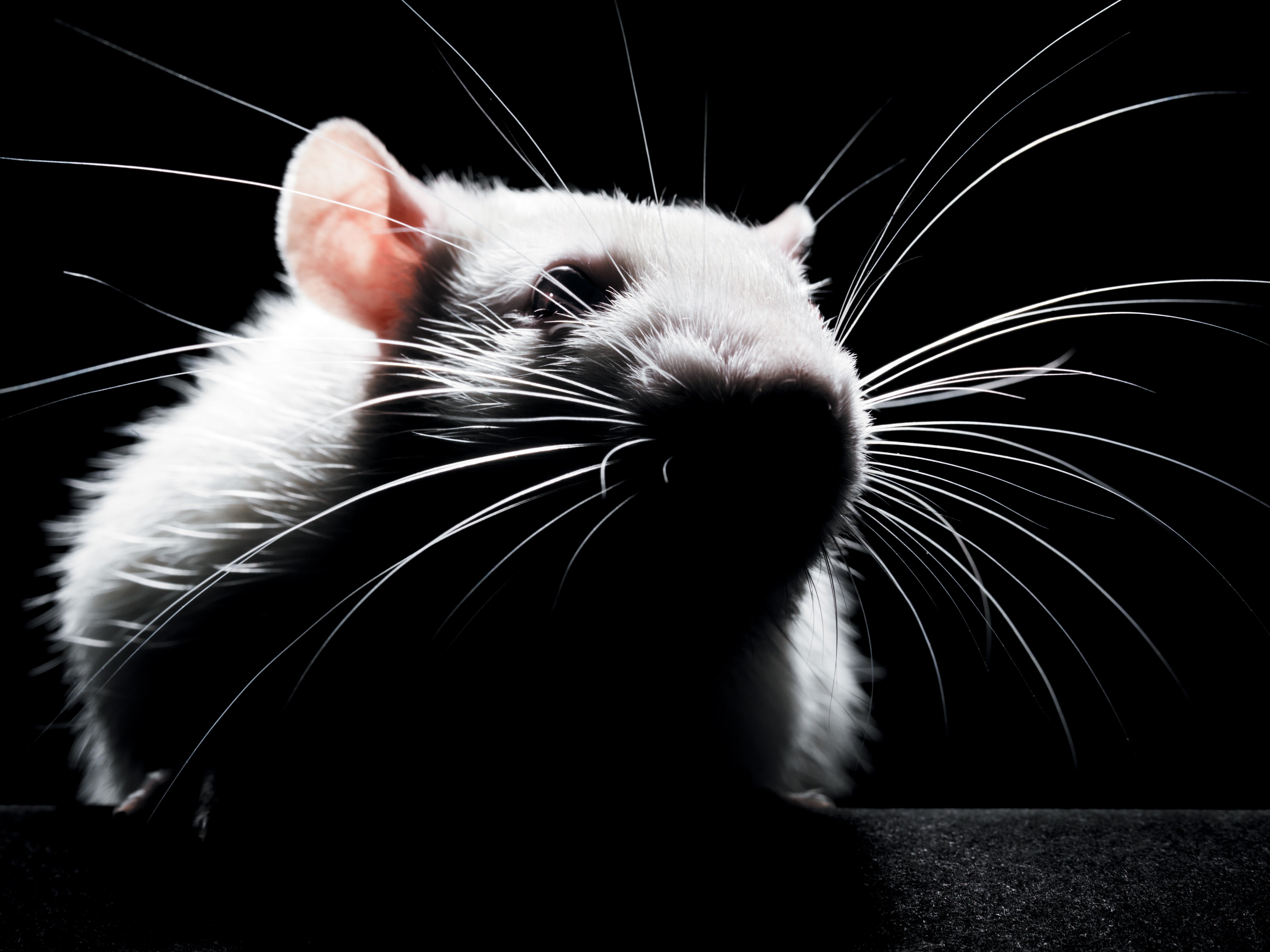 Close up of a white mouse against a black background