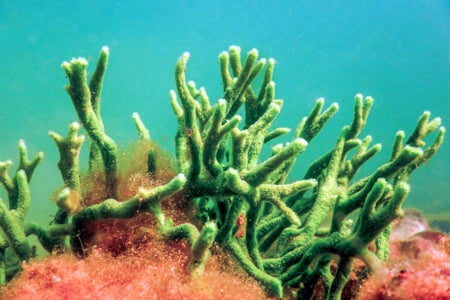 Close up of Spongilla lacustris.