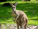 ​Kangaroo recognised as world's largest hopping animal​