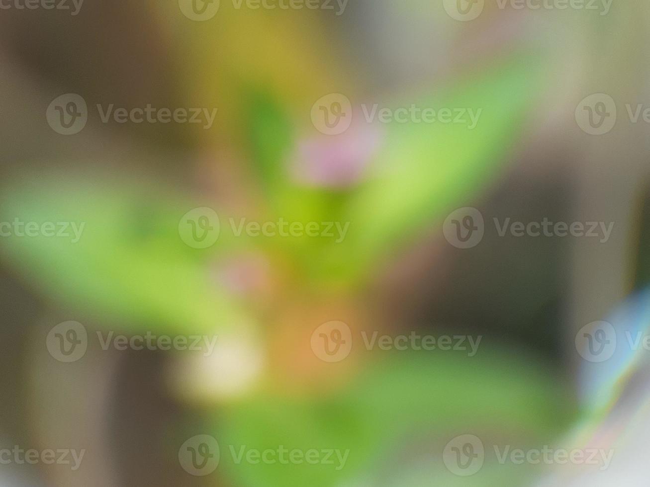 Close up of wild flower with defocused background photo