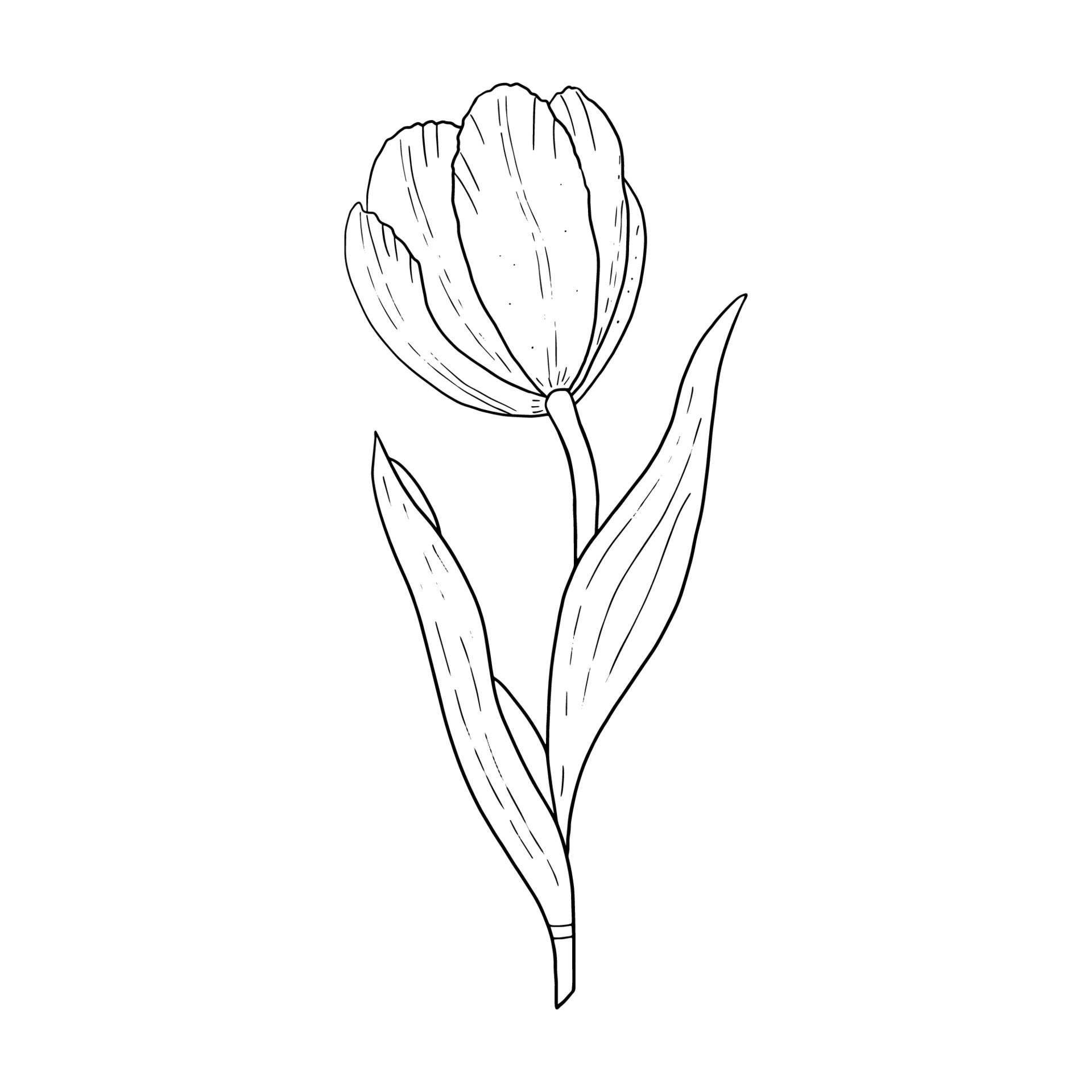 Tulip hand drawn outline  and white  image of a  Tulip  Tulip isolated on a white  5210170 Vector  Art at Vecteezy