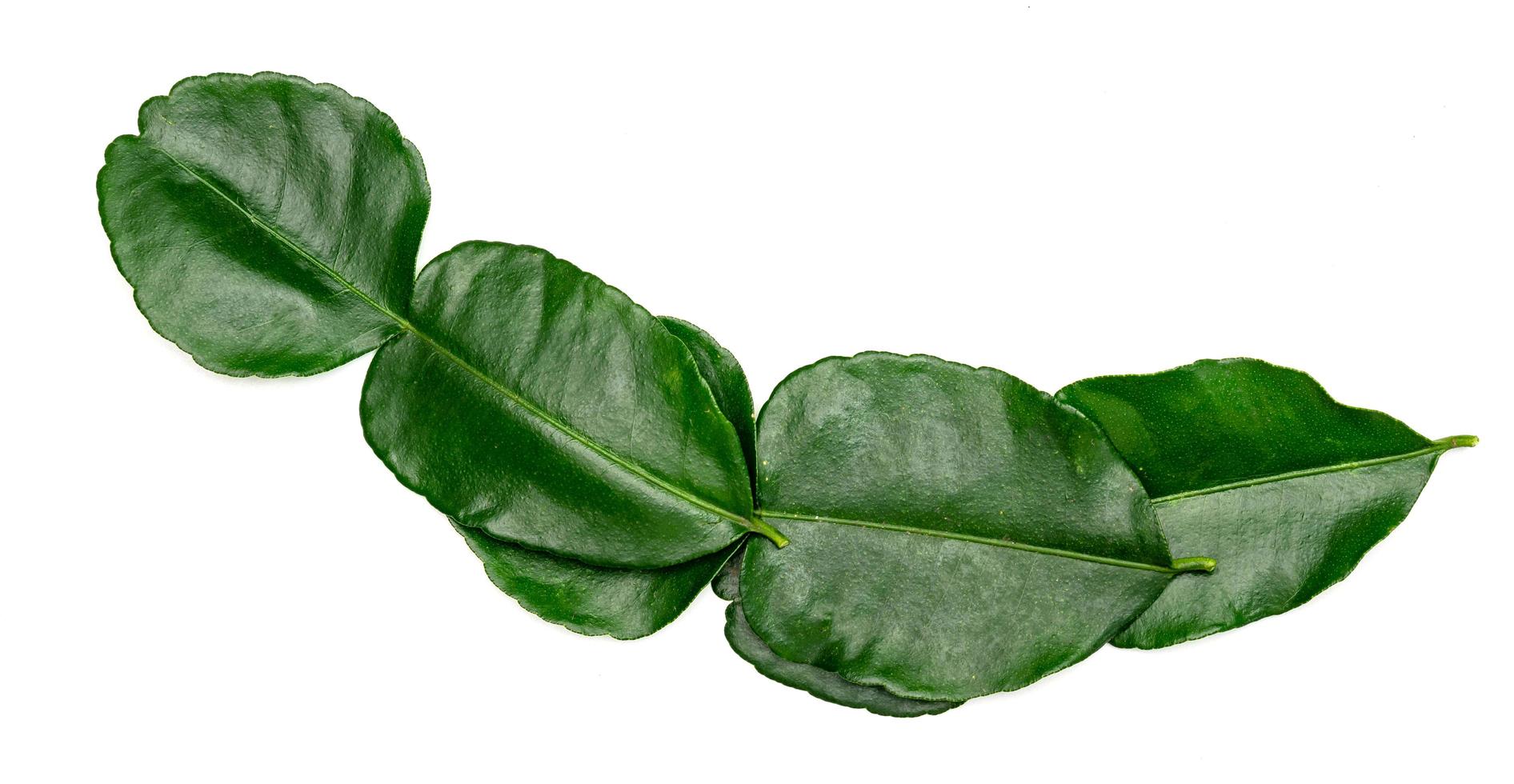 Green leaves pattern,leaf kaffir lime isolated on white background photo