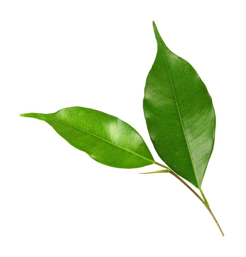 green leaf on a white photo