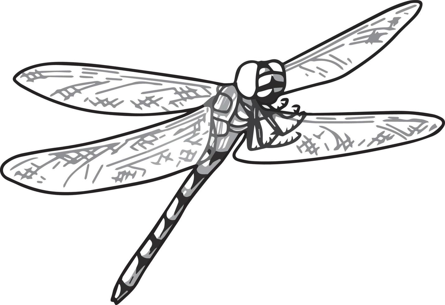 Dragonfly Sketch. Black and white vector drawing. For colouring books and for design.