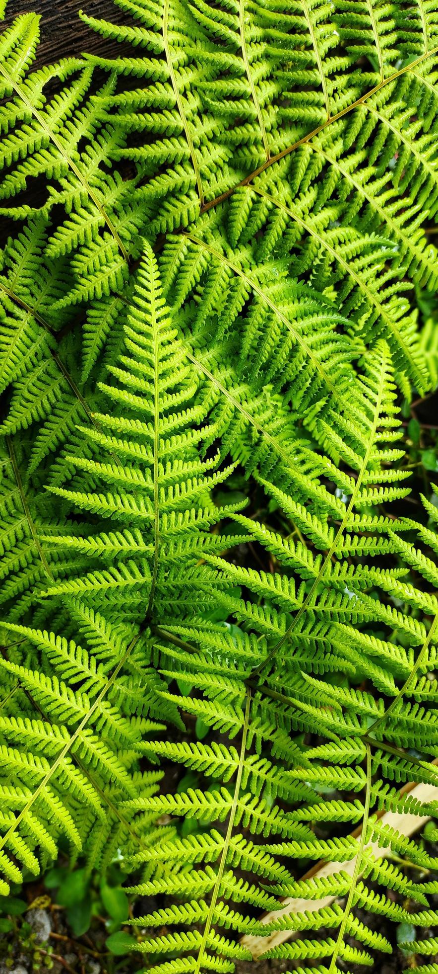 Portrait of the macrothelypteris torresiana plant or often called a ...