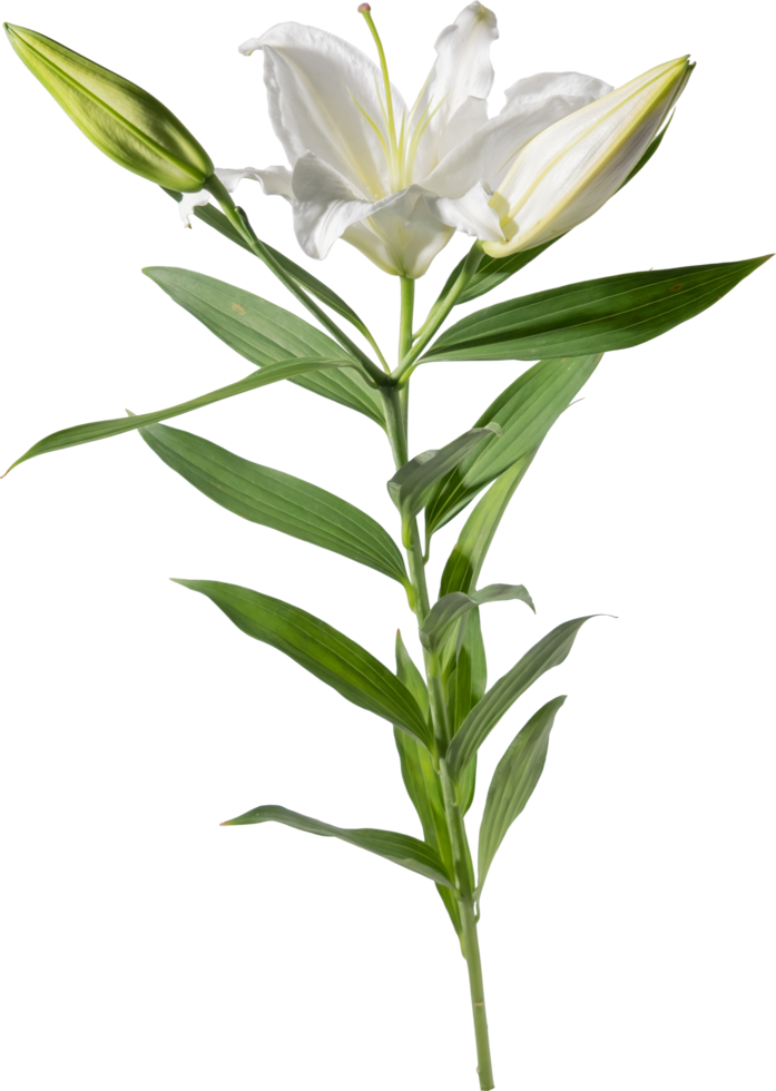 Lily flower cutout on transparent background. png