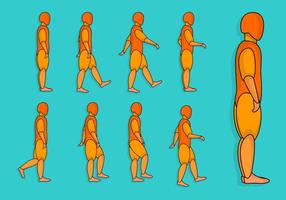 Human Walk Cycle vector