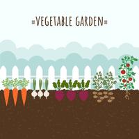 Vegetable Garden Vector