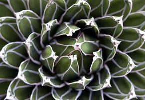 Close-up of succulent plant photo