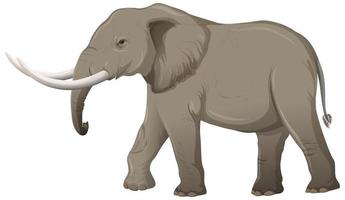 Adult elephant with ivory in cartoon style on white background vector