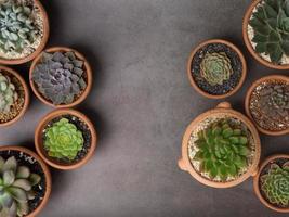 Succulents in pots on gray concrete background photo