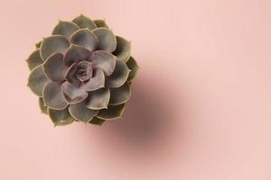 Beautiful pattern of green succulent isolated on pink background Flat lay photo