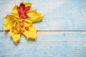 autumn fall golden leaves flat lay photo